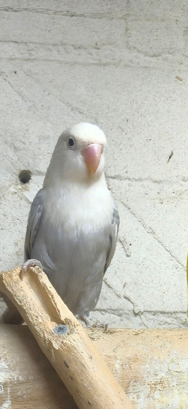 Mooie brr opaline mauve dilute fischeri, Dieren en Toebehoren, Geslacht onbekend, Dwergpapegaai of Agapornis, Geringd