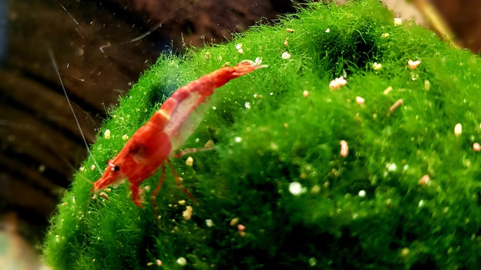 Gezocht: Garnalen met of zonder aquarium, Dieren en Toebehoren, Vissen | Aquariumvissen, Kreeft, Krab of Garnaal