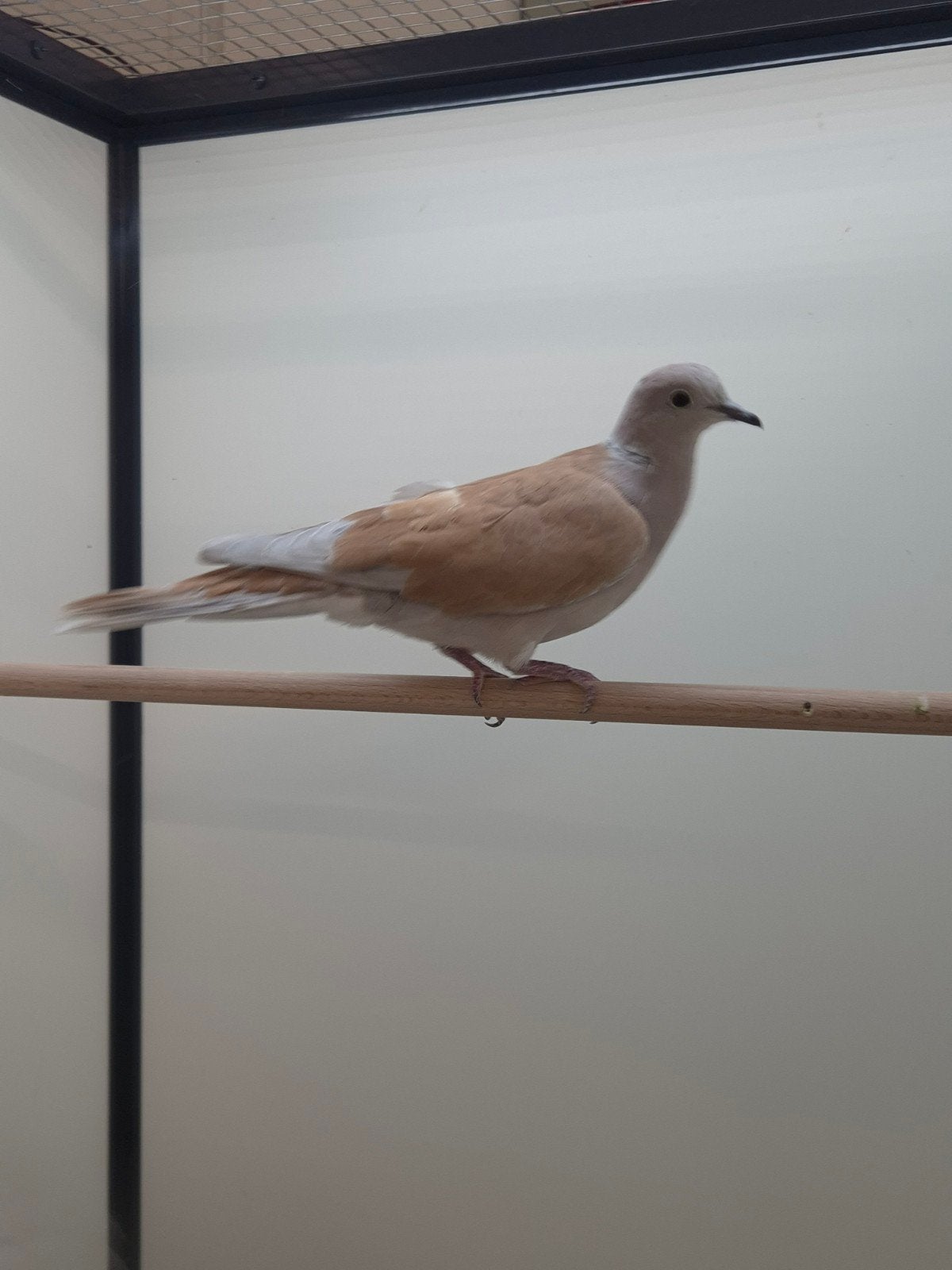 1-1 Lachduiven, Meerdere dieren, Tropenvogel, Geringd