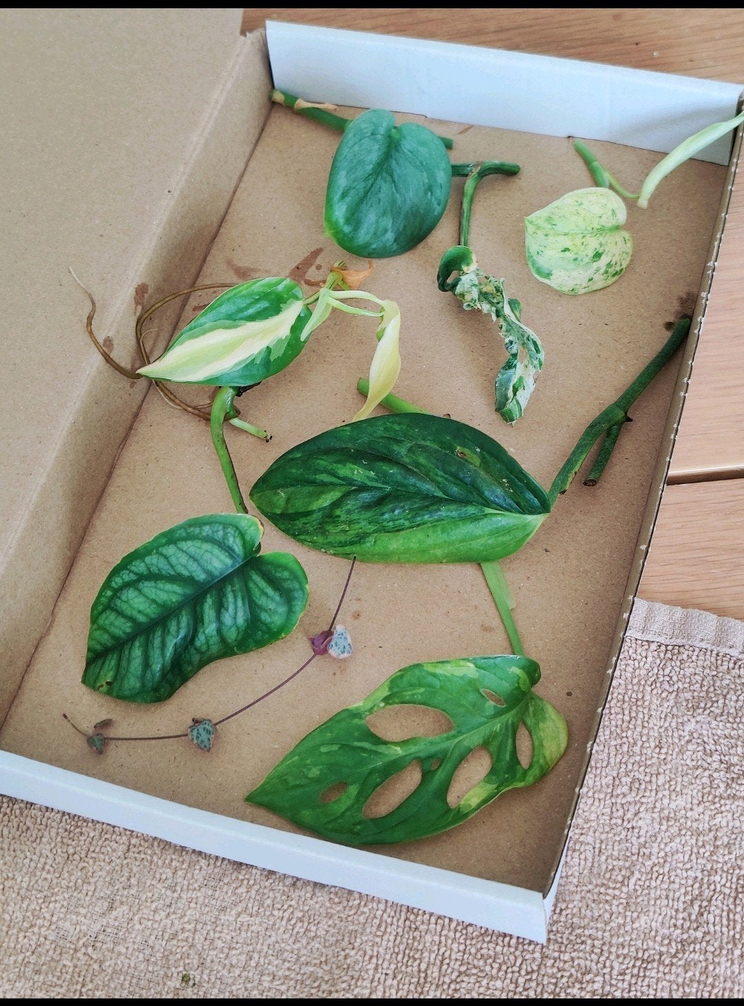 Stekjesbox Specials variegata, Huis en Inrichting, Kamerplanten, Ophalen, Halfschaduw, Minder dan 100 cm
