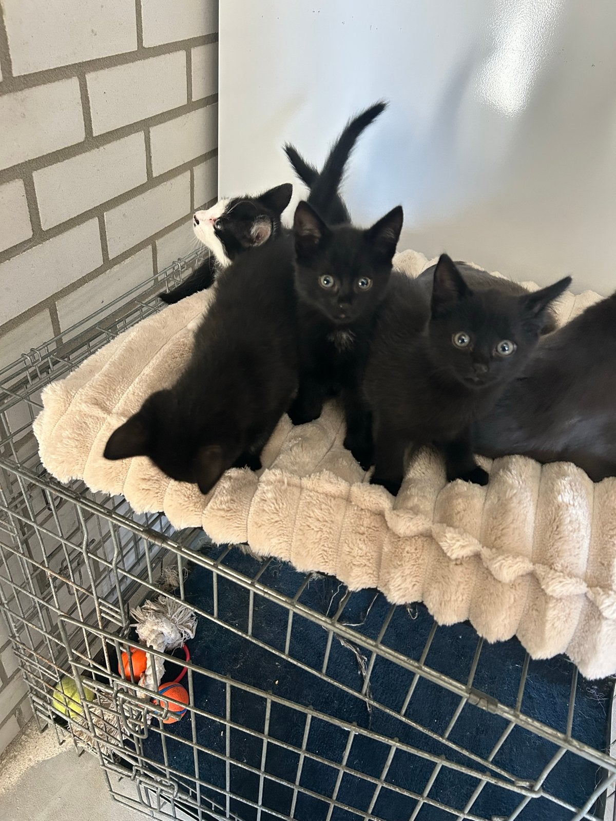 3 lieve kittens, Dieren en Toebehoren, Meerdere dieren