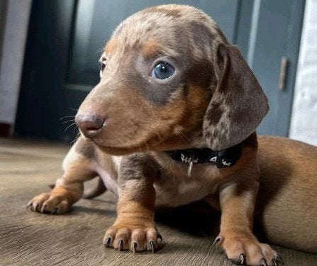 Te koop knappe dwerg teckel pups uit huiselijke omgeving, Dieren en Toebehoren, Honden | Teckels en Dashonden, Parvo, 8 tot 15 weken