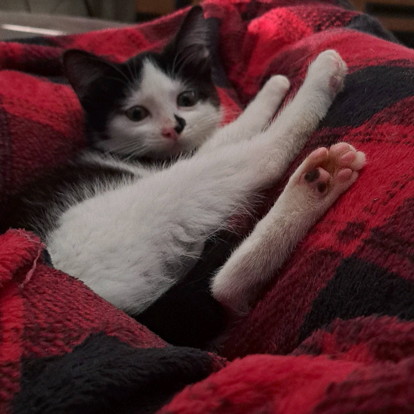 kitten, Kater, Ontwormd, 0 tot 2 jaar