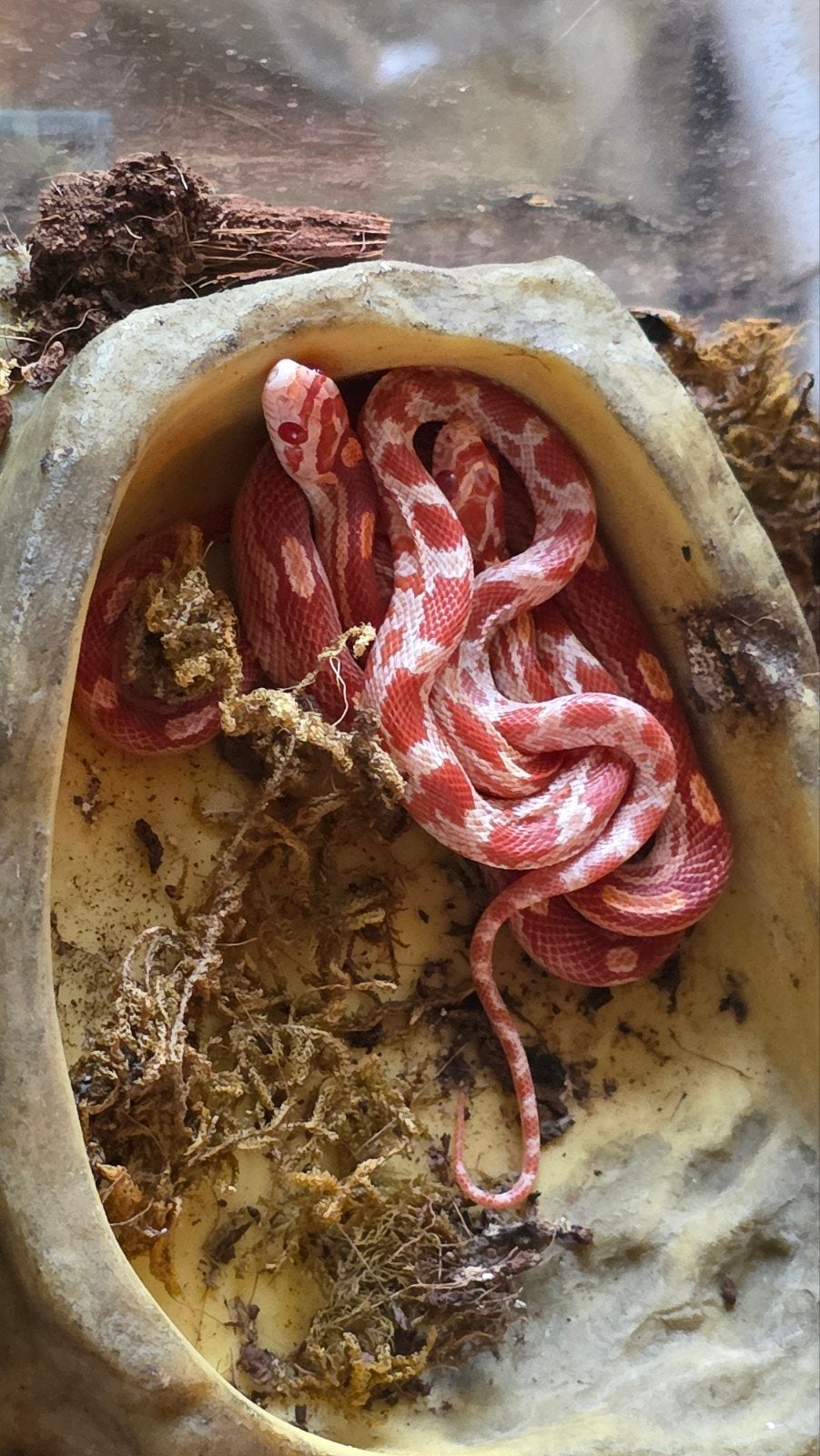 Baby rattenslangen Rat Snake - unknown for sale from E. Heuperman