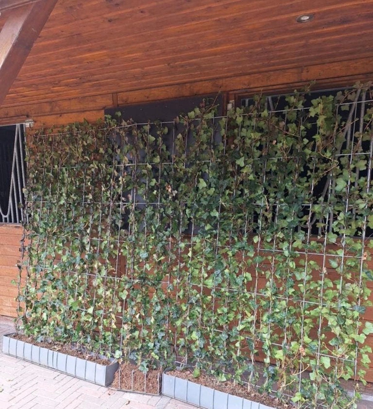 Klimop (Hedera) op gaaspanelen, Ophalen, Vaste plant, Bloeit niet, Halfschaduw