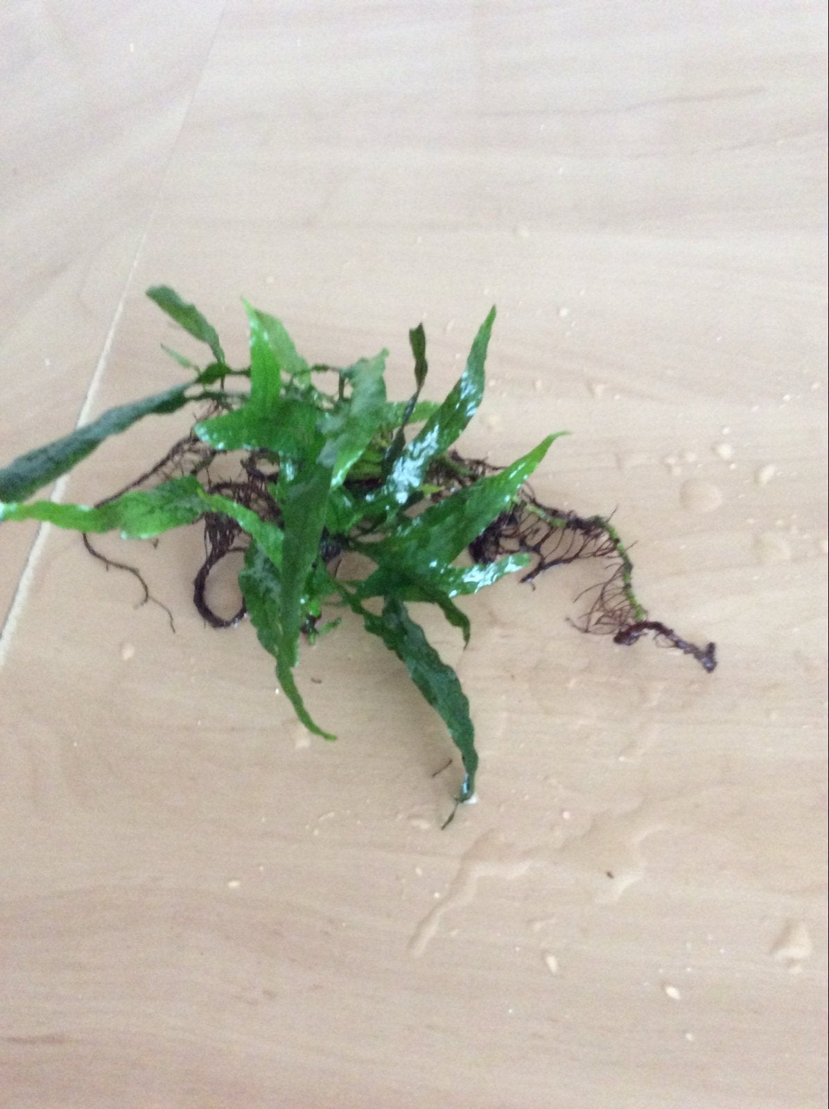 Javavaren, Microsorum pteropus, Dieren en Toebehoren, Ophalen of Verzenden, Nieuw, Plant(en), Steen of Hout