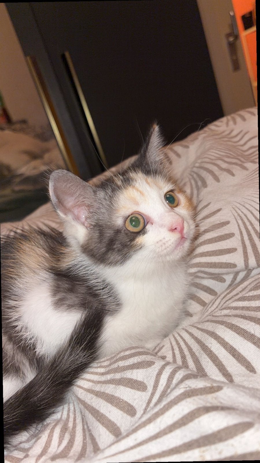 Perzisch kitten, Poes