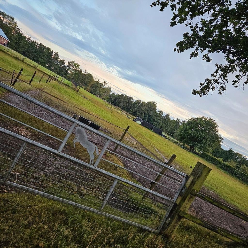 Mooie weide te huur voor paarden/pony's, Dieren en Toebehoren, Stalling en Weidegang