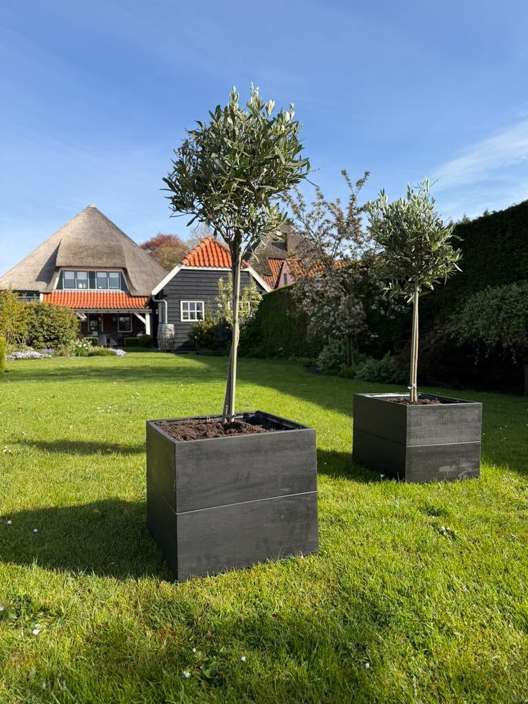Nieuw | Plantenbak | Bloembak |Pot olijfboom | Bloempot hout, Tuin en Terras, Planten | Bomen, Ophalen, Halfschaduw, 100 tot 250 cm