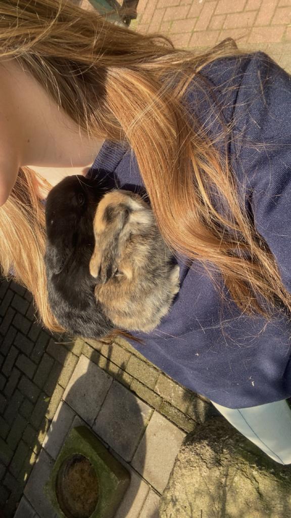 Lieve baby dwerg konijnen, Dieren en Toebehoren, Meerdere dieren, Dwerg, 0 tot 2 jaar
