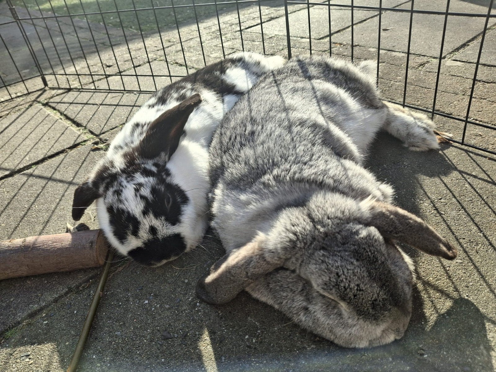 gecastreerd vriendje gezocht., Dieren en Toebehoren, Mannelijk