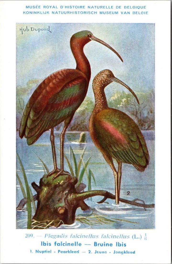 Bruine Ibis / Glossy Ibis – Nº 209 – (KBIN / IRSNB), Verzenden, 1940 tot 1960, Ongelopen, Vogel