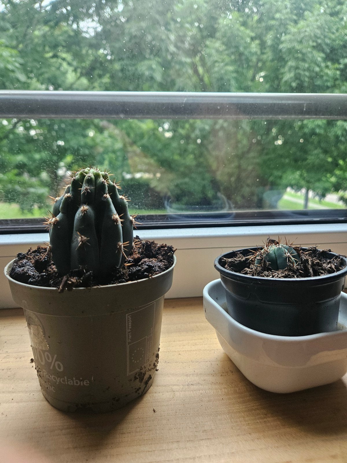San pedro cactus stek, Huis en Inrichting, Kamerplanten, Ophalen of Verzenden, Cactus, Volle zon, Minder dan 100 cm