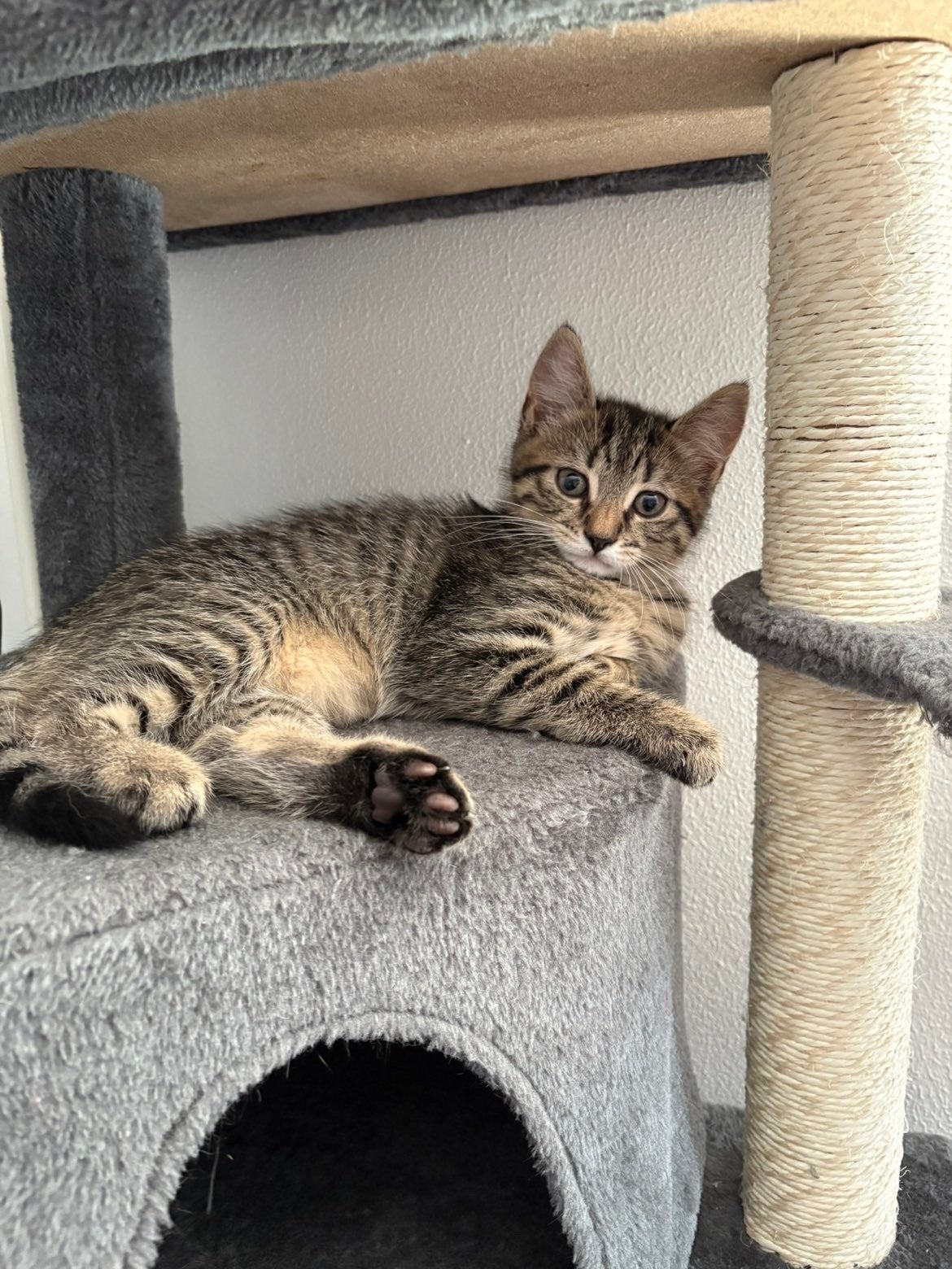 Kitten, Kater, Kortharig, 0 tot 2 jaar