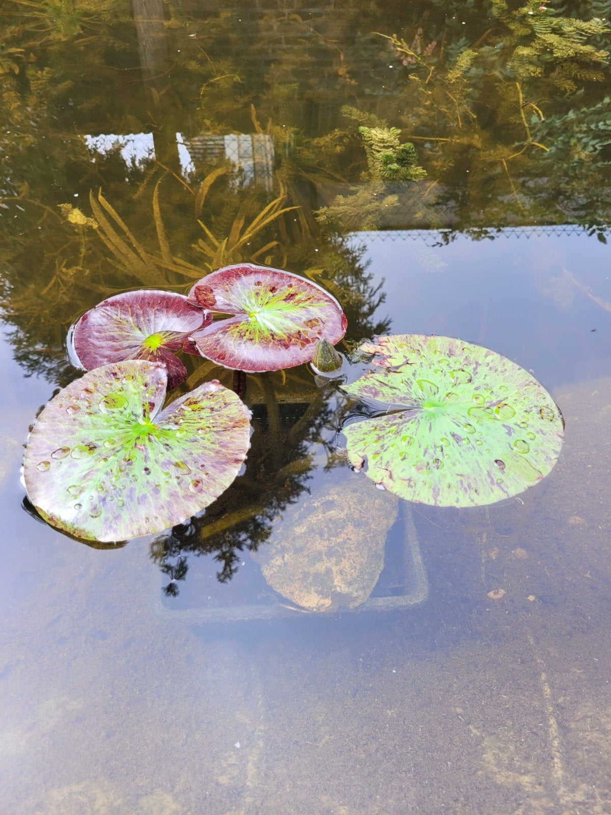 Waterlelie Nymphaea 'Thongsub', Ophalen, Vijverpomp