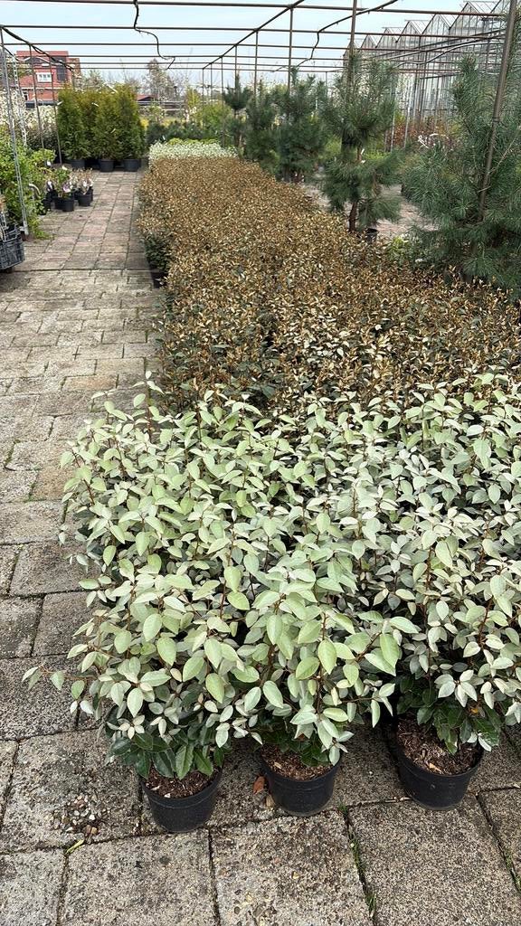 Olijfwilg, Tuin en Terras, Planten | Struiken en Hagen, Ophalen, Overige soorten, 100 tot 250 cm
