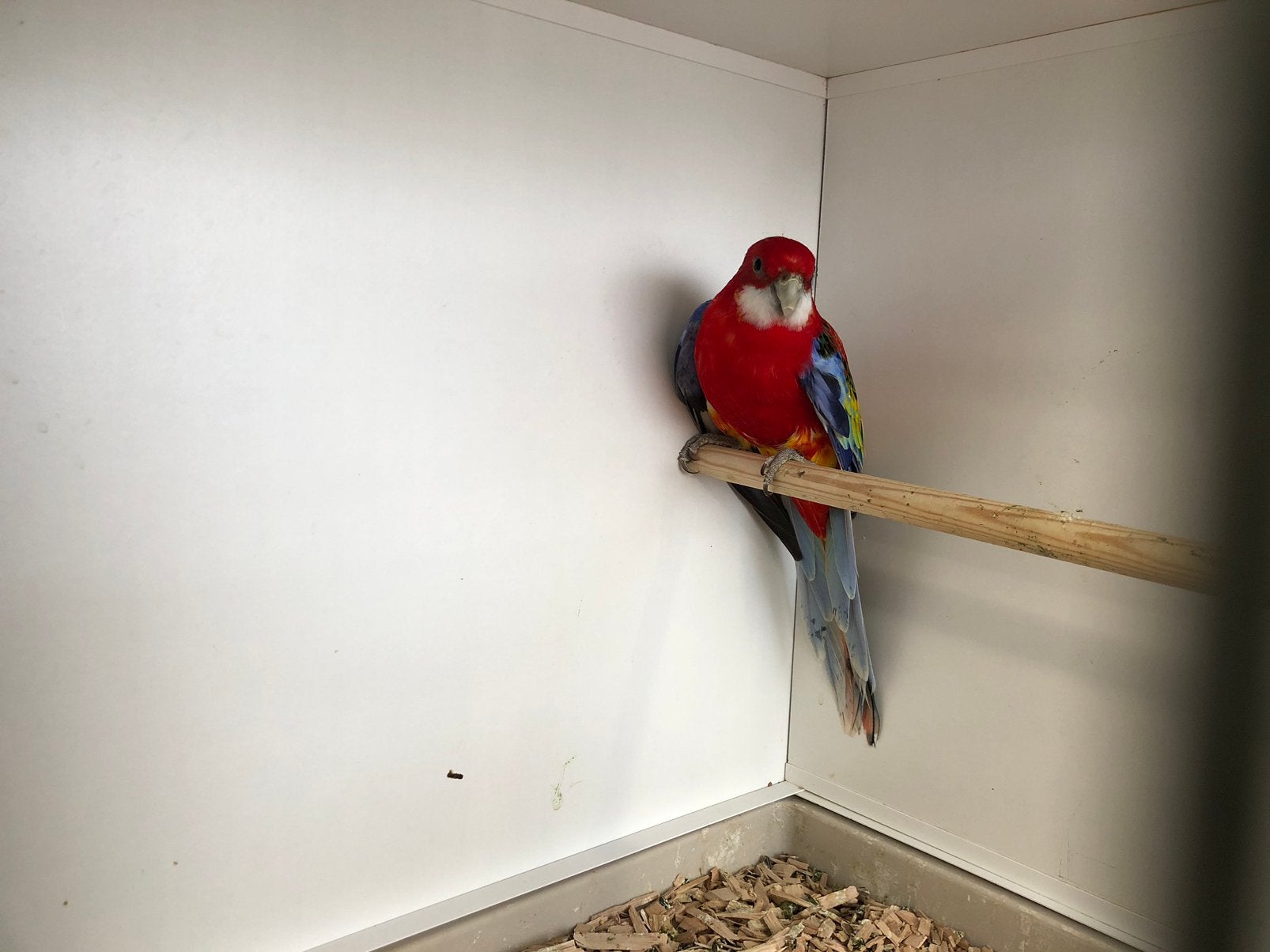 Rosella pop opaline split golden