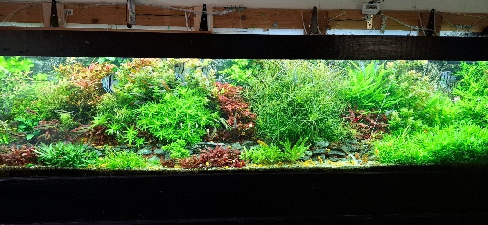 waterplanten, Ophalen, Plant(en), Steen of Hout