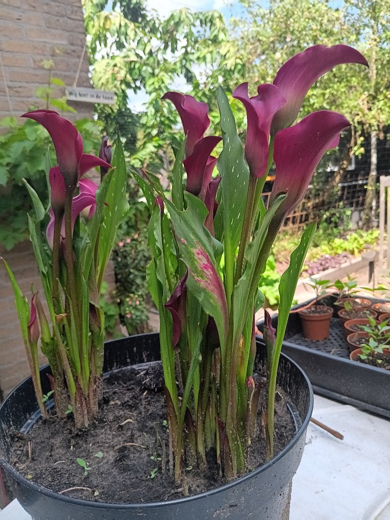 Prachtige Calla Lelie (Zantedeschia) - Dieprood, Volle zon, Vaste plant, Zomer, Ophalen