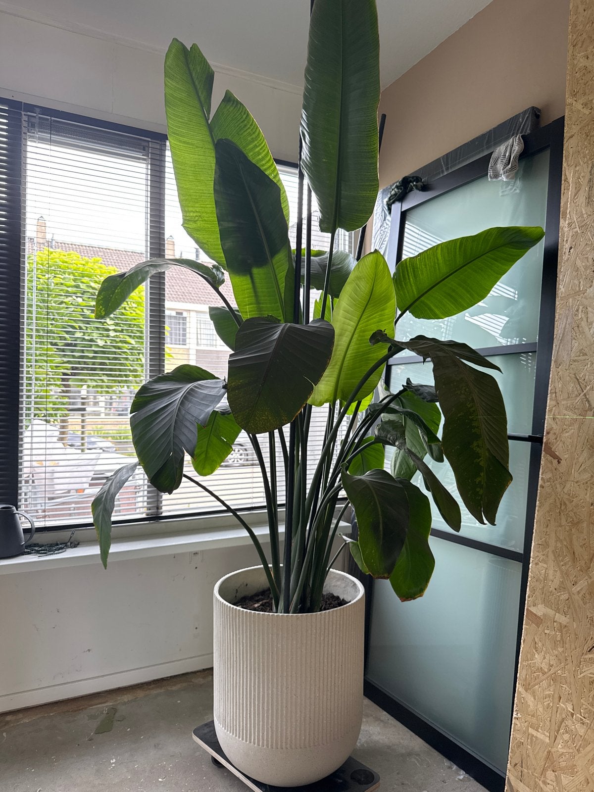 Grote Strelitzia plant  (1.70m) zonder pot, Ophalen, 200 cm of meer, Overige soorten, Volle zon