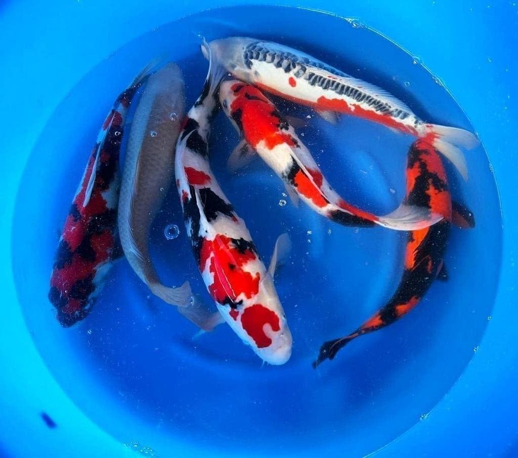 Jumbo Nisai, Japanse kweker Marusei, keus uit honderden koi, Karper of Koi