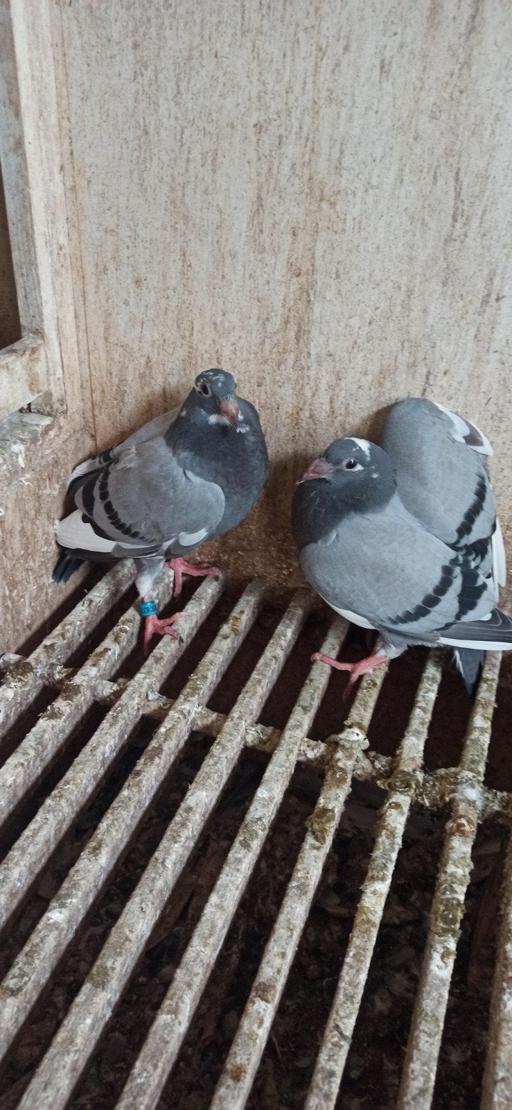 Postduiven jongeduiven, Dieren en Toebehoren, Vogels | Duiven, Meerdere dieren, Postduif