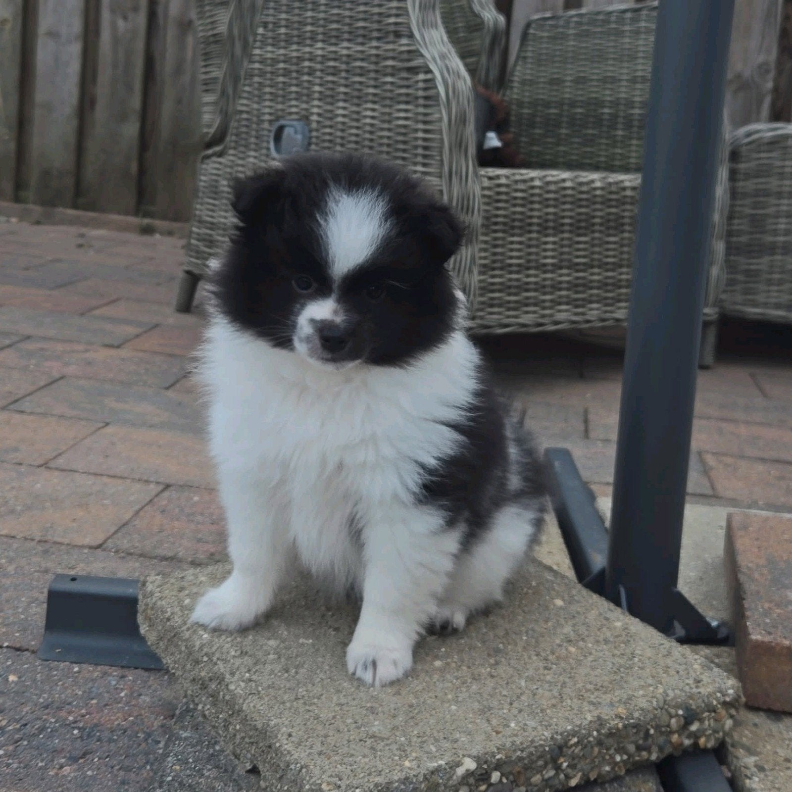 pomchi pups mogen nest verlaten, Dieren en Toebehoren, Honden | Poolhonden, Keeshonden en Oertypen, Overige rassen, 8 tot 15 weken