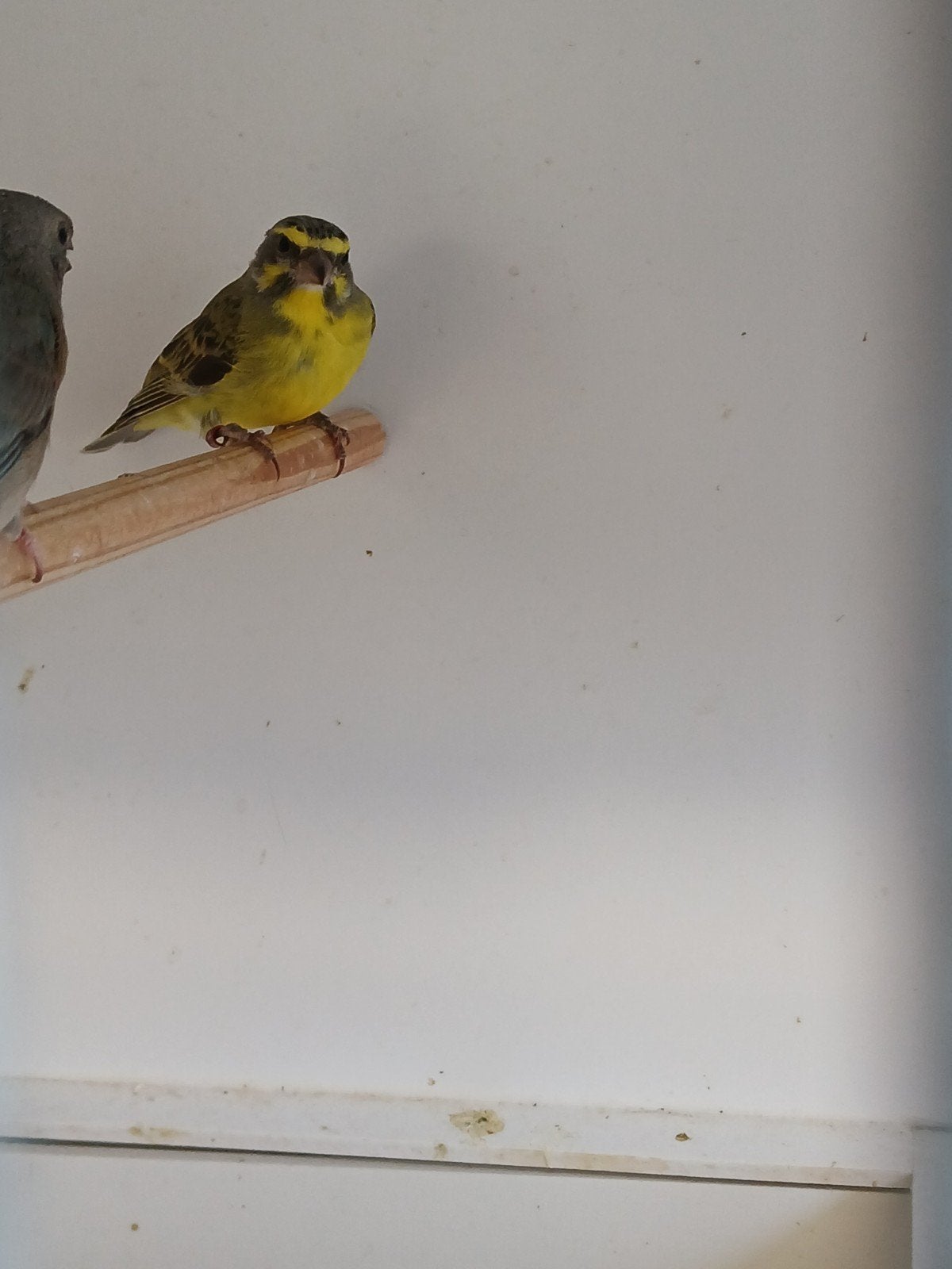 mozambique sijsje, Geslacht onbekend, Tropenvogel, Geringd