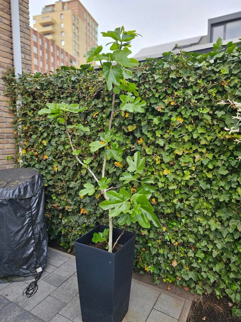 Vijgenboom + pot  Brown Turkey, Bloeit niet, Overige soorten, 100 tot 250 cm, Ophalen