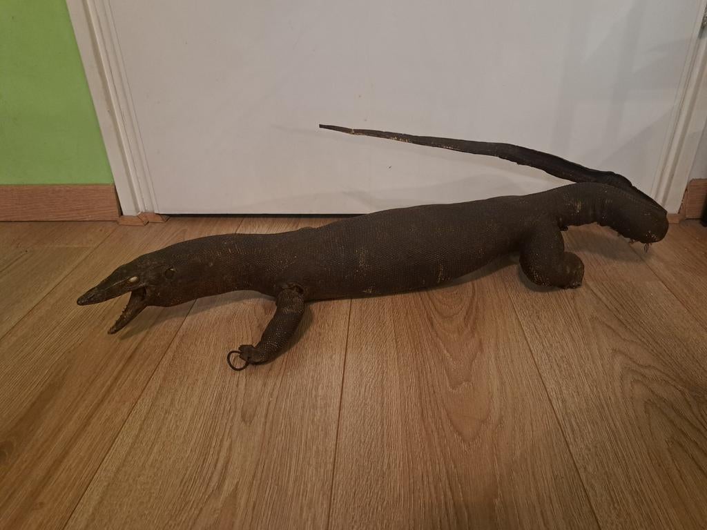 Antieke opgezette varaan., Ophalen, Gebruikt, Opgezet dier
