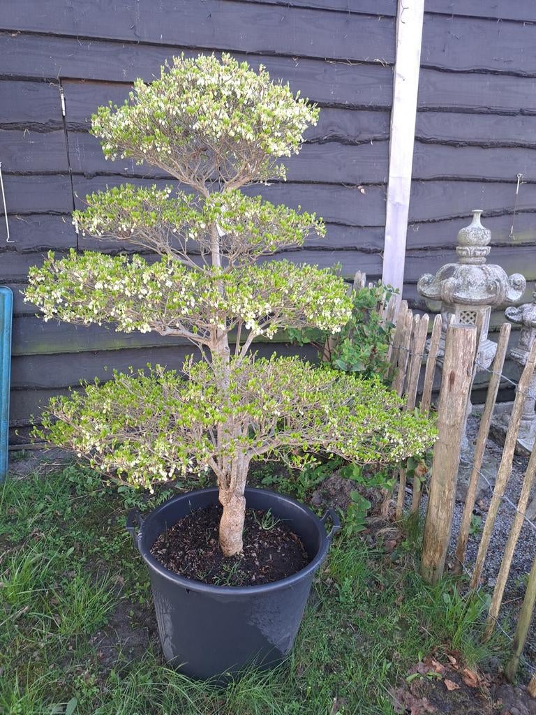 Enkianthus perrulatus niwaki, Tuin en Terras, Ophalen of Verzenden, Volle zon, Overige soorten, Minder dan 100 cm