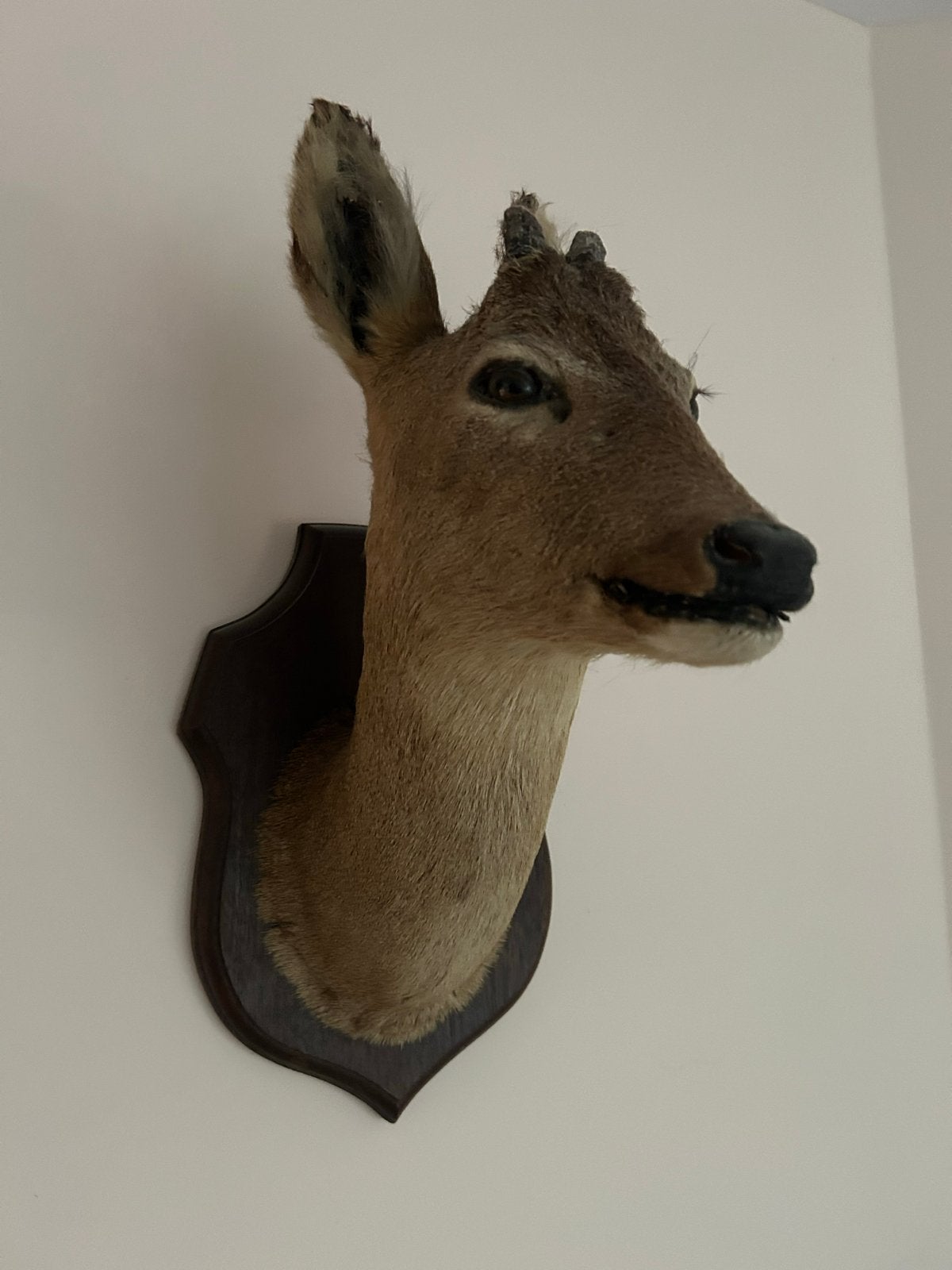 Hert/ree op schild - Taxidermie, Ophalen of Verzenden, Zo goed als nieuw, Hert, Opgezet dier