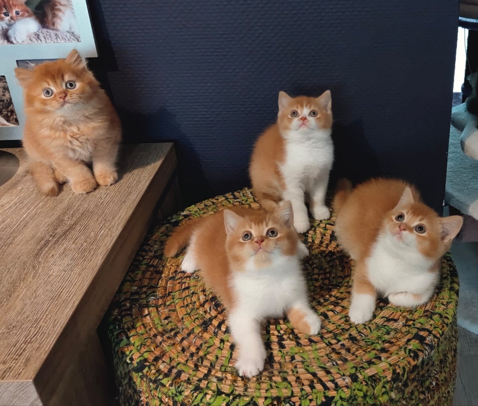 Rood witte brits korthaar kittens met stamboom, Dieren en Toebehoren, Katten en Kittens | Raskatten | Korthaar, Meerdere dieren