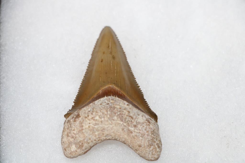 Haaientand: Otodus angustidens, Verzamelen, Ophalen of Verzenden, Fossiel