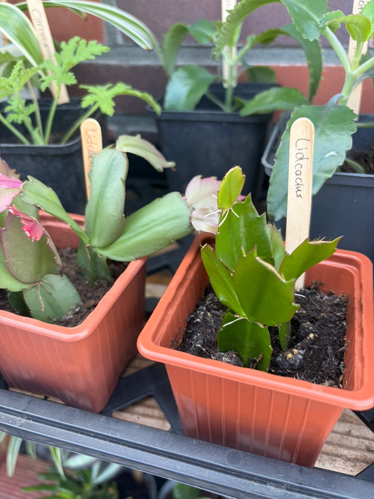Lidcactus - 2 beschikbaar in bieb, Ophalen, Vetplant, Halfschaduw, Minder dan 100 cm