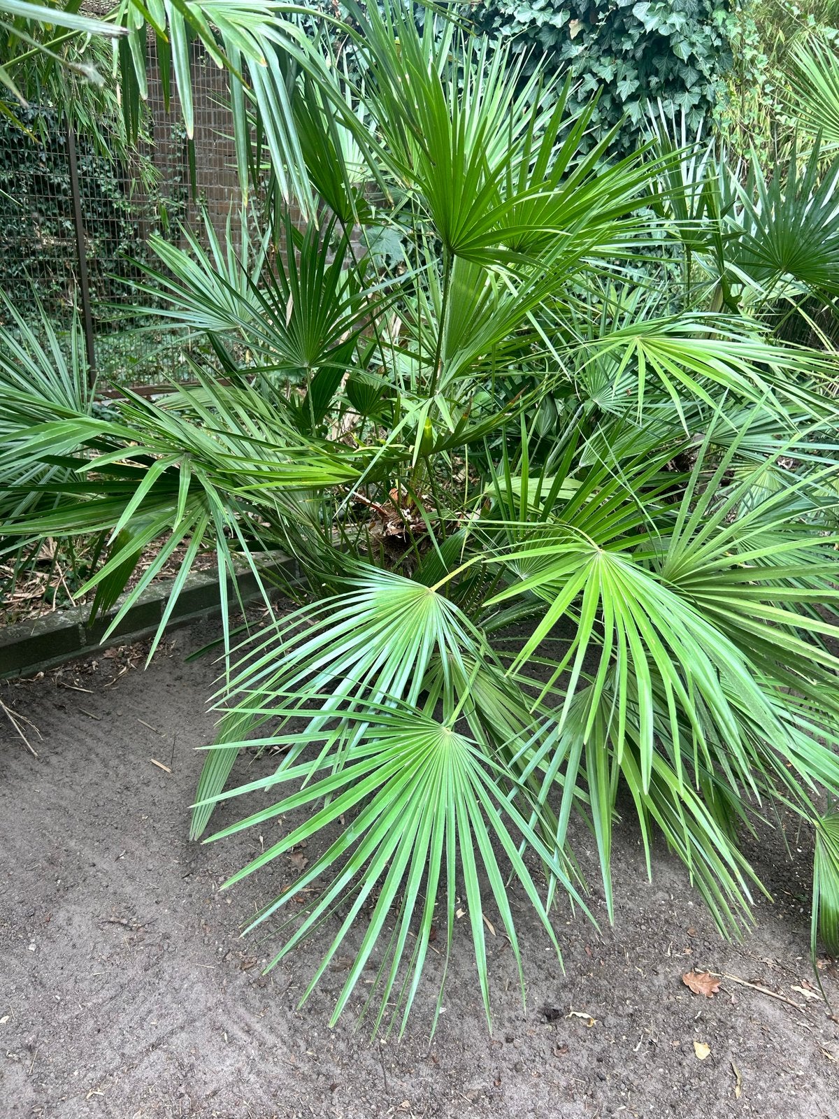 Europese dwergpalm (Chamaerops humilis), Volle zon, Vaste plant, Bloeit niet, Ophalen