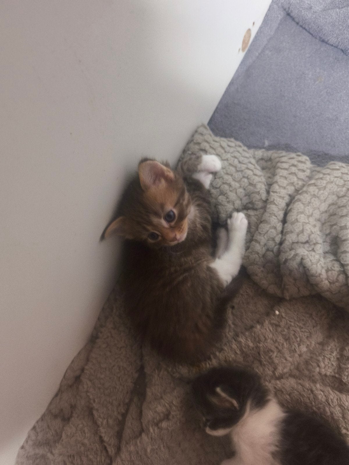 Maine Coon kittens, Meerdere dieren, Langharig, 0 tot 2 jaar