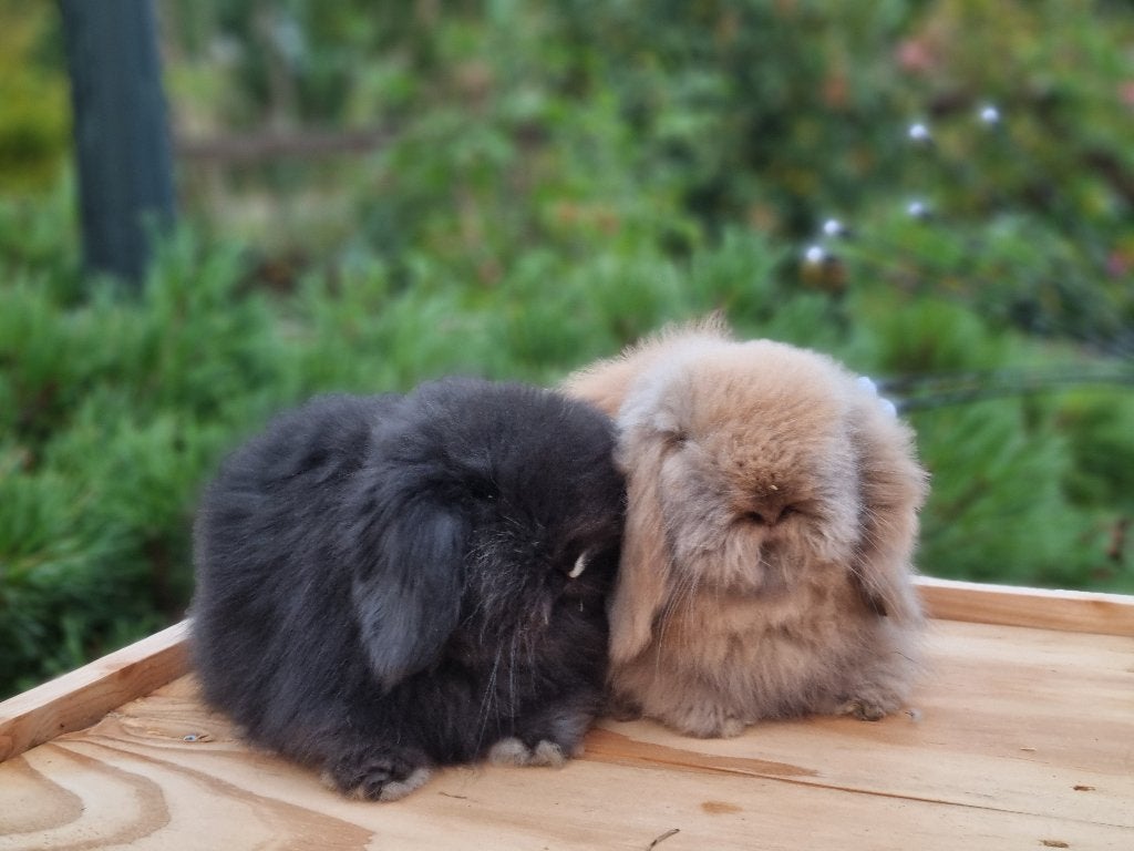 Teddy widder dwerghangoor baby konijntjes, Dieren en Toebehoren, Konijnen, Meerdere dieren, Dwerg
