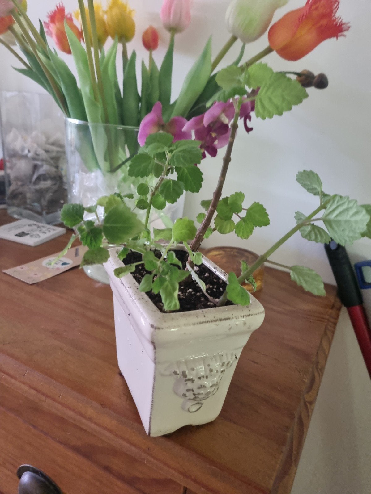 Ernstii Pecantus Mint Bonsai Kamerplant, In pot, Minder dan 100 cm, Bonsai, Groene kamerplant
