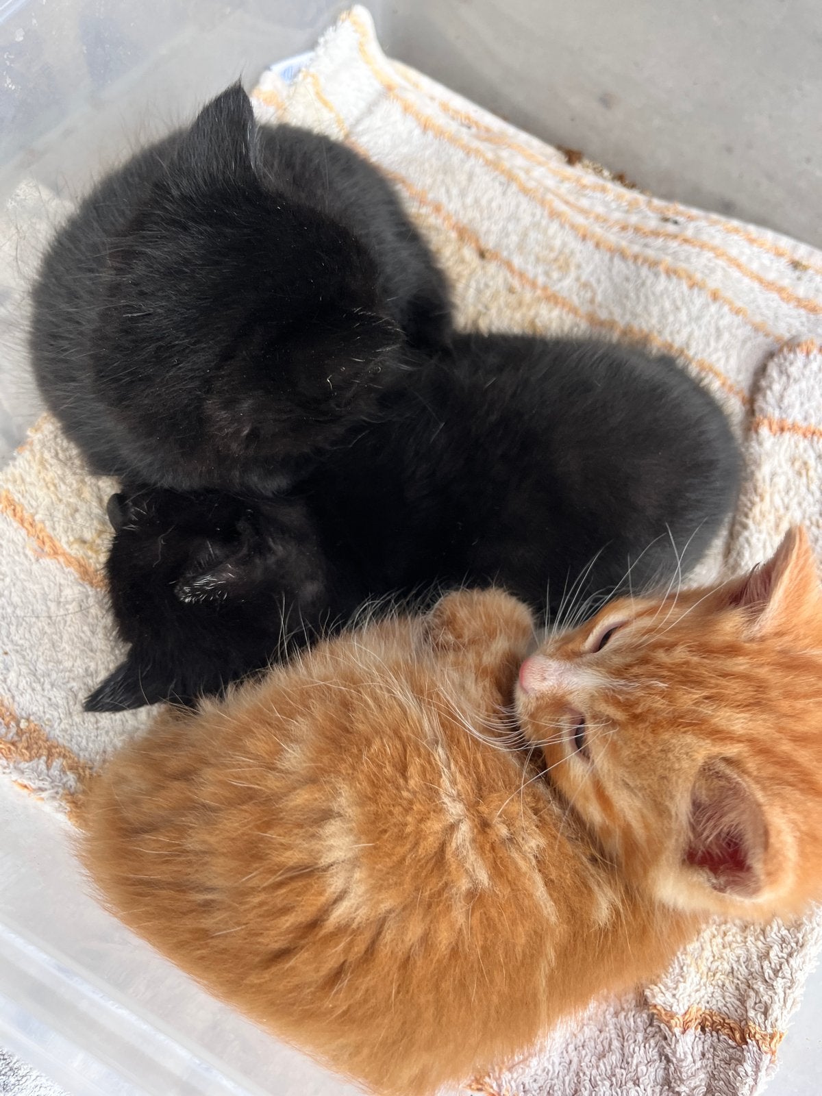 Boerderij kittens helemaal tam, Dieren en Toebehoren, Kater, Kortharig, 0 tot 2 jaar