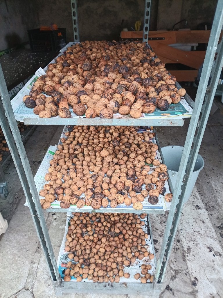 Walnoten te koop, Ophalen
