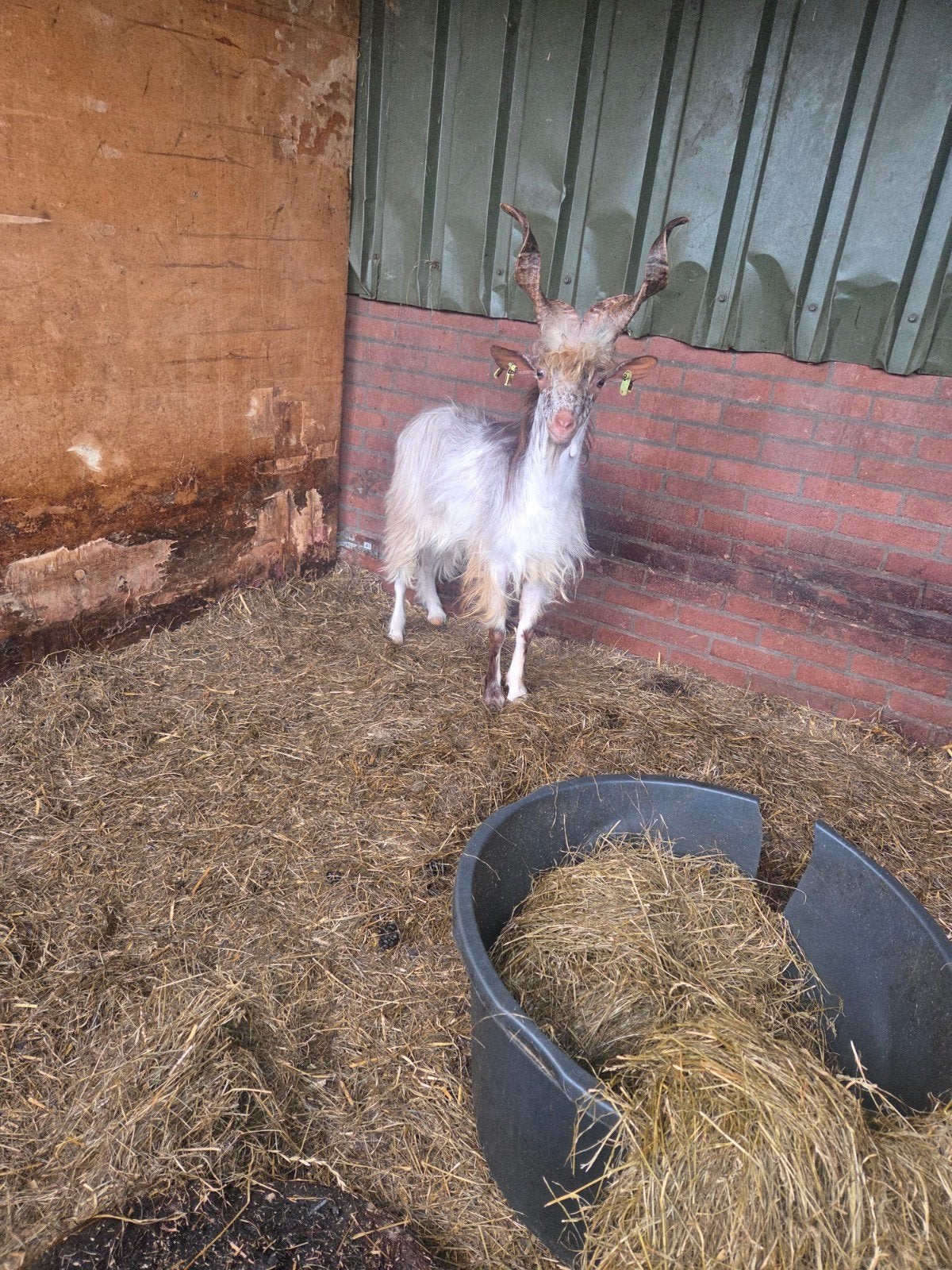 te koop jonge girgentana bok, Dieren en Toebehoren, Schapen, Geiten en Varkens, Mannelijk, Geit
