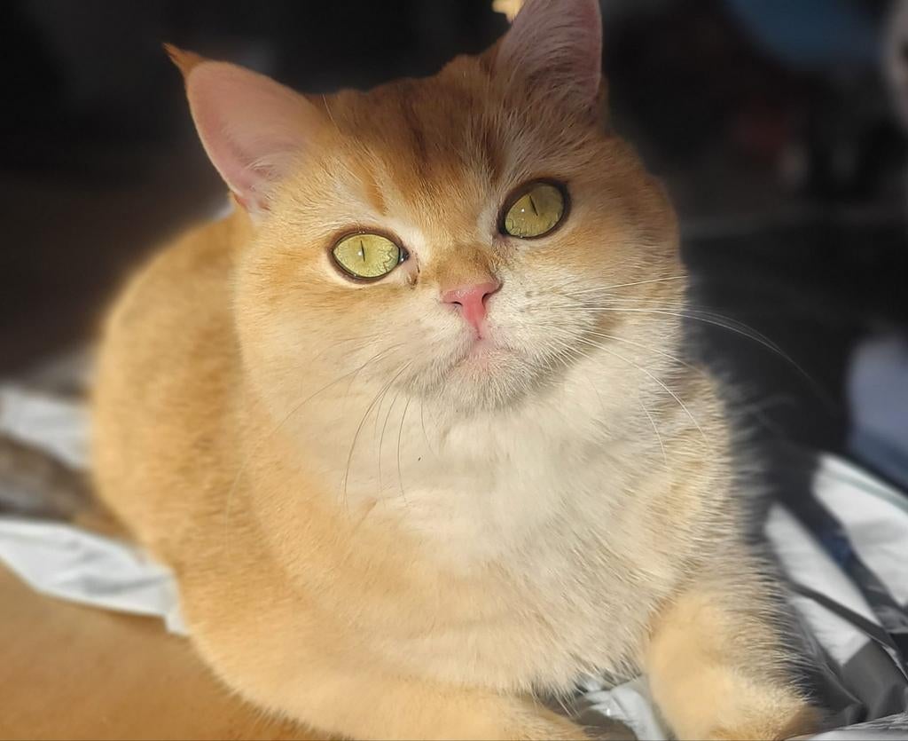 Prachtige brits korthaar poes met stamboom, 3 tot 5 jaar