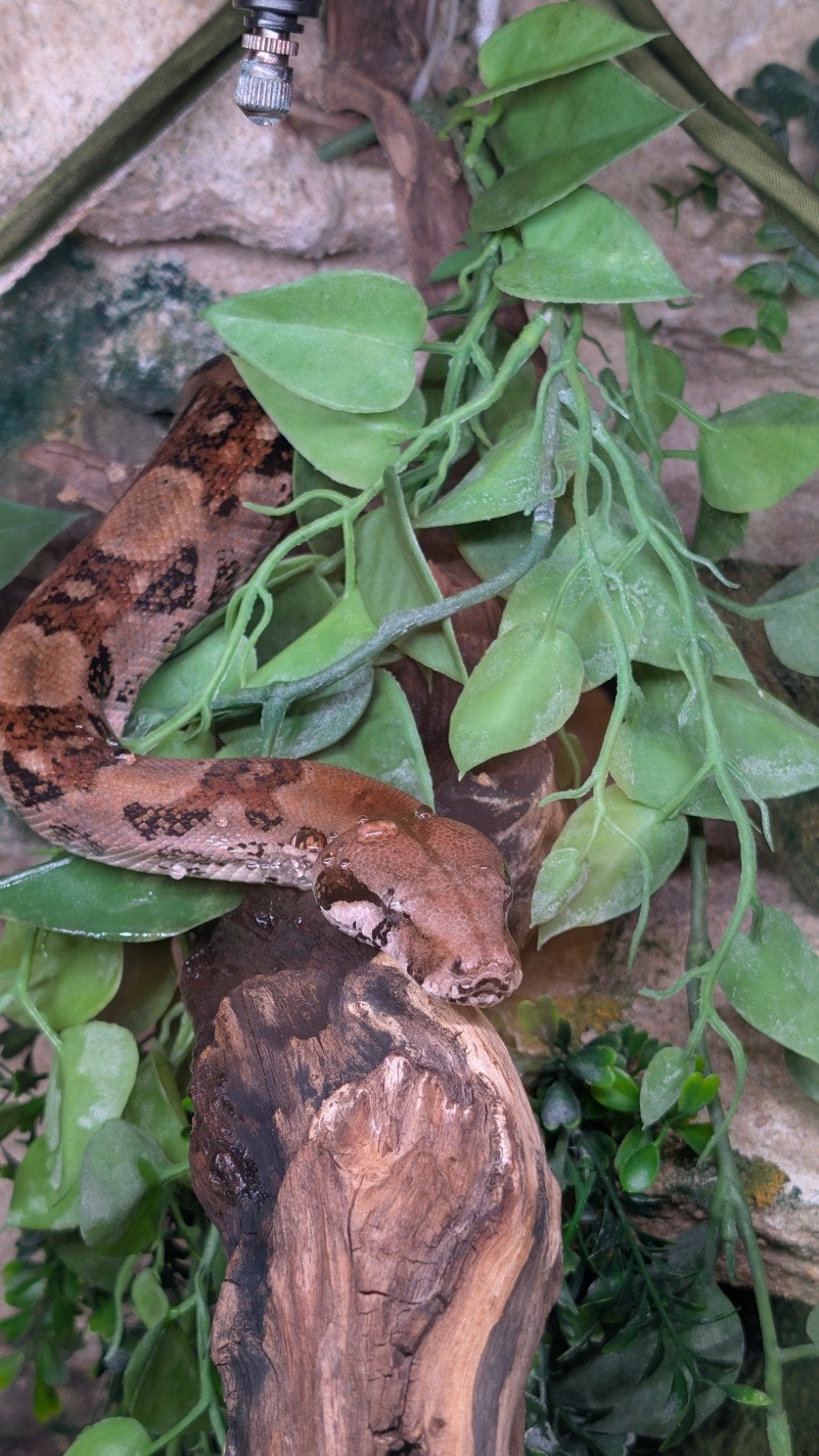 boa constrictor vrouwtje Boa Constrictor - female for sale from van doorn