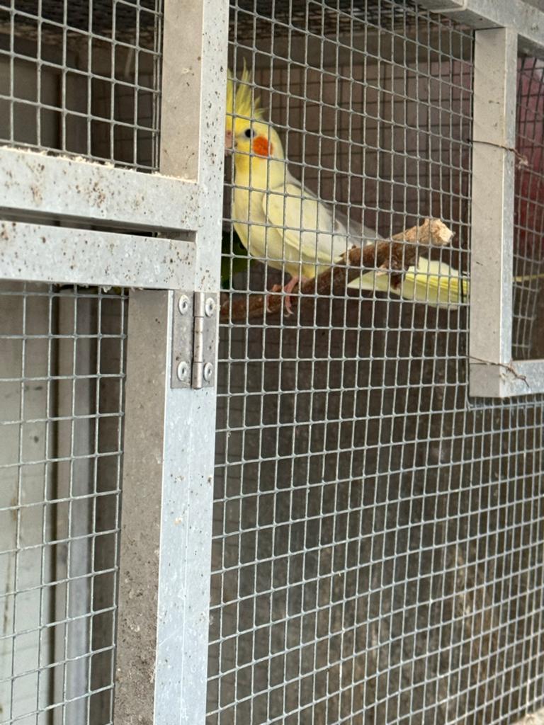 Valkparkiet met baby s, Meerdere dieren, Parkiet