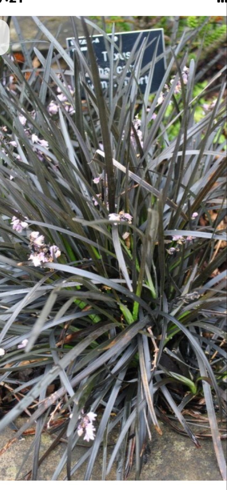 Zwart Slangenbaard (Ophiopogon planiscapus 'Niger'), Tuin en Terras, Vaste plant, Siergrassen, Ophalen of Verzenden, Halfschaduw