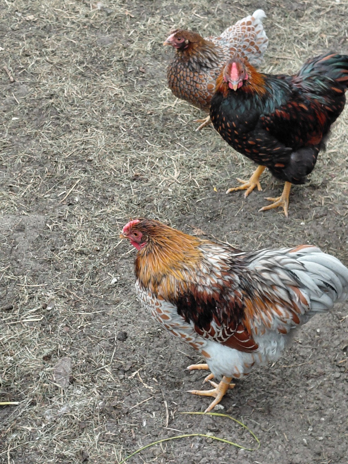 Te koop wyandotte hanen, Dieren en Toebehoren, Mannelijk, Kip