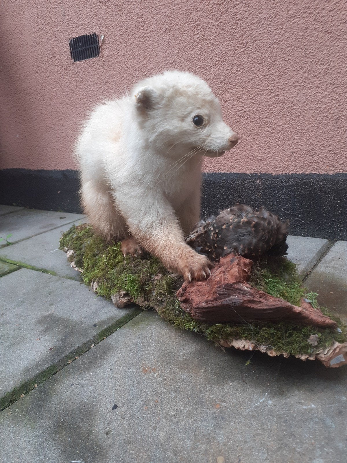Taxidermie, opgezette Steenmarter met prooi, taxidermy, Ophalen of Verzenden, Wild dier, Opgezet dier