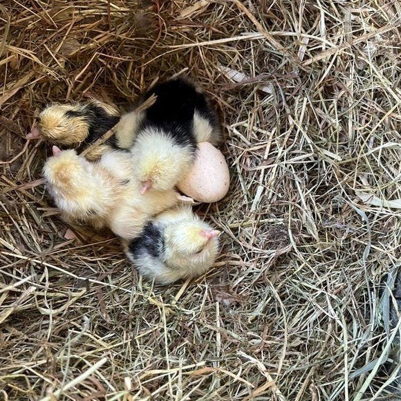 USA zijdehoender broedeieren zijdehoender mottled, Dieren en Toebehoren, Pluimvee, Geslacht onbekend, Kip