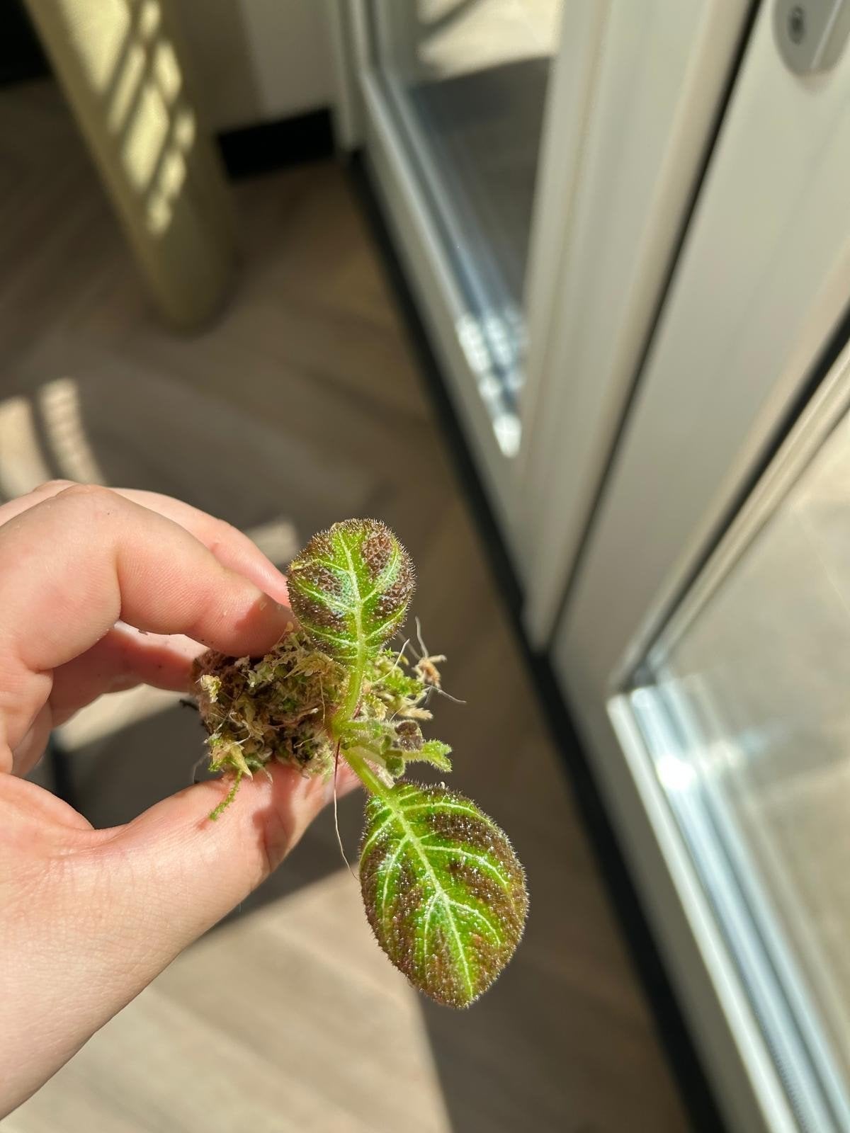Pearcea hypocyrtiflora – gewortelde stekjes zeldzame terrari, Huis en Inrichting, Kamerplanten, Ophalen of Verzenden, Halfschaduw
